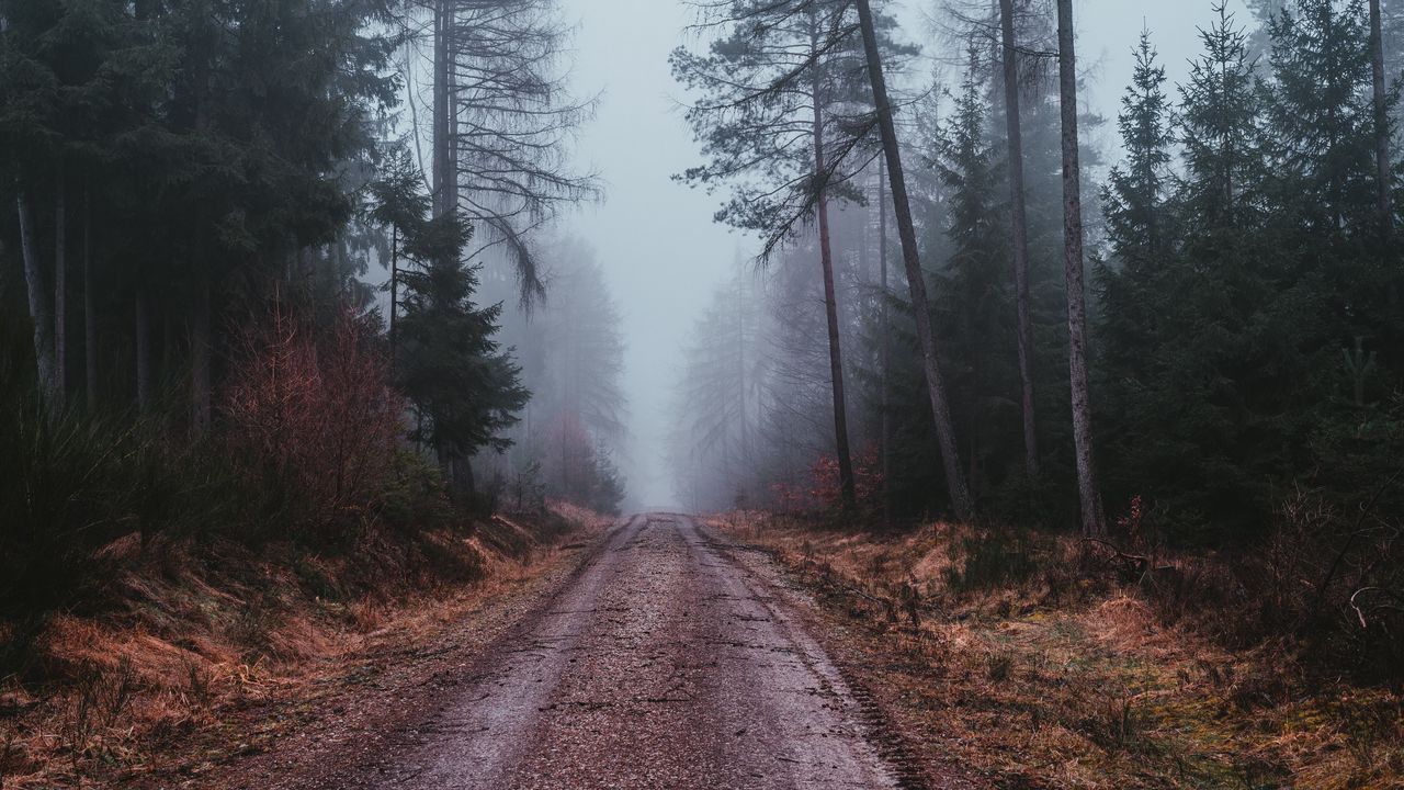 Обои туман, дорога, мрачный, лес
