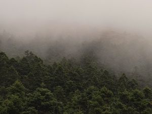 Превью обои туман, ель, деревья, лес, ветки