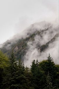 Превью обои туман, ель, деревья, лес, природа