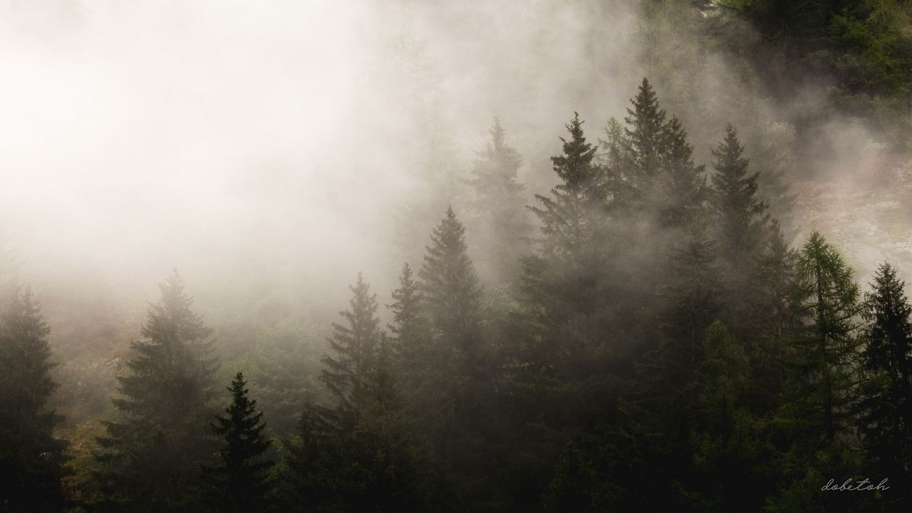 Обои туман, елки, деревья, лес