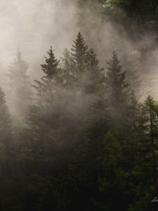 Превью обои туман, елки, деревья, лес