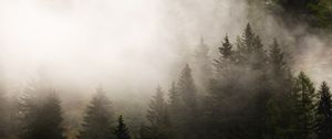 Превью обои туман, елки, деревья, лес