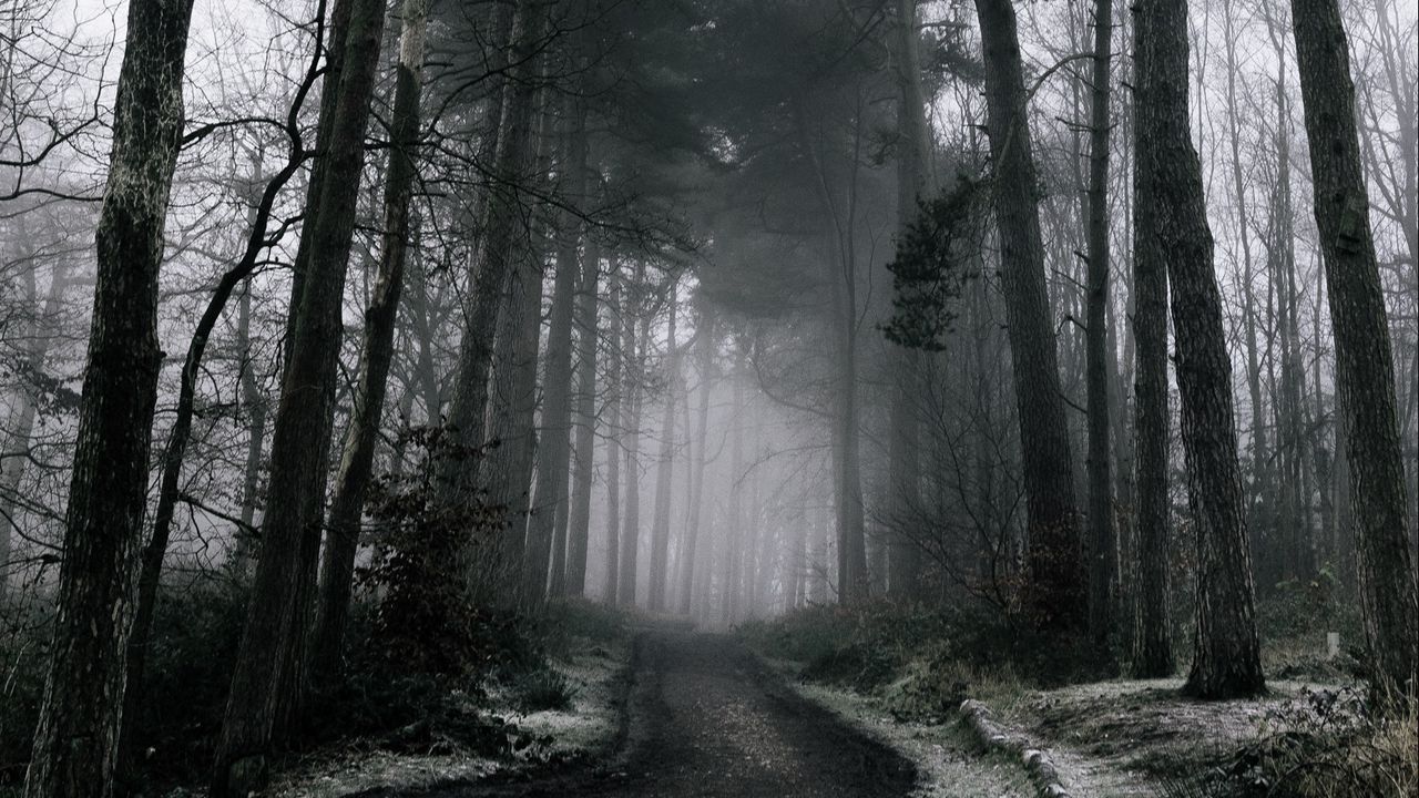 Обои туман, лес, деревья, зима, снег, ветки, мрачно