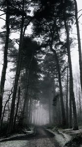 Превью обои туман, лес, деревья, зима, снег, ветки, мрачно