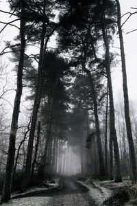 Превью обои туман, лес, деревья, зима, снег, ветки, мрачно