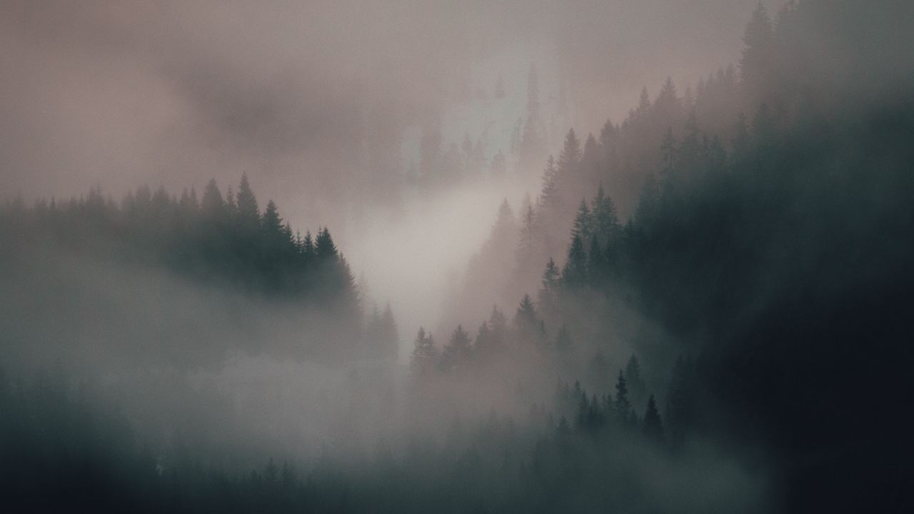 Обои туман, лес, деревья, холмы