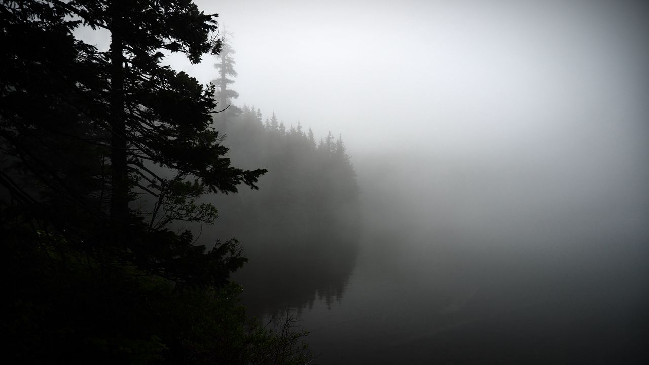 Обои туман, лес, деревья, берег