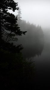 Превью обои туман, лес, деревья, берег