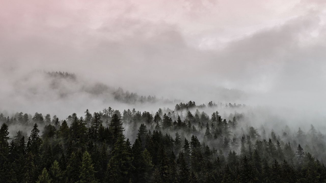 Обои туман, лес, розовый
