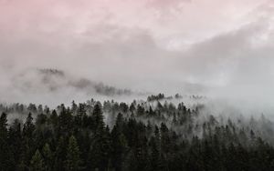 Превью обои туман, лес, розовый