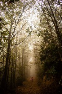 Превью обои туман, лес, тропинка, дети, прогулка