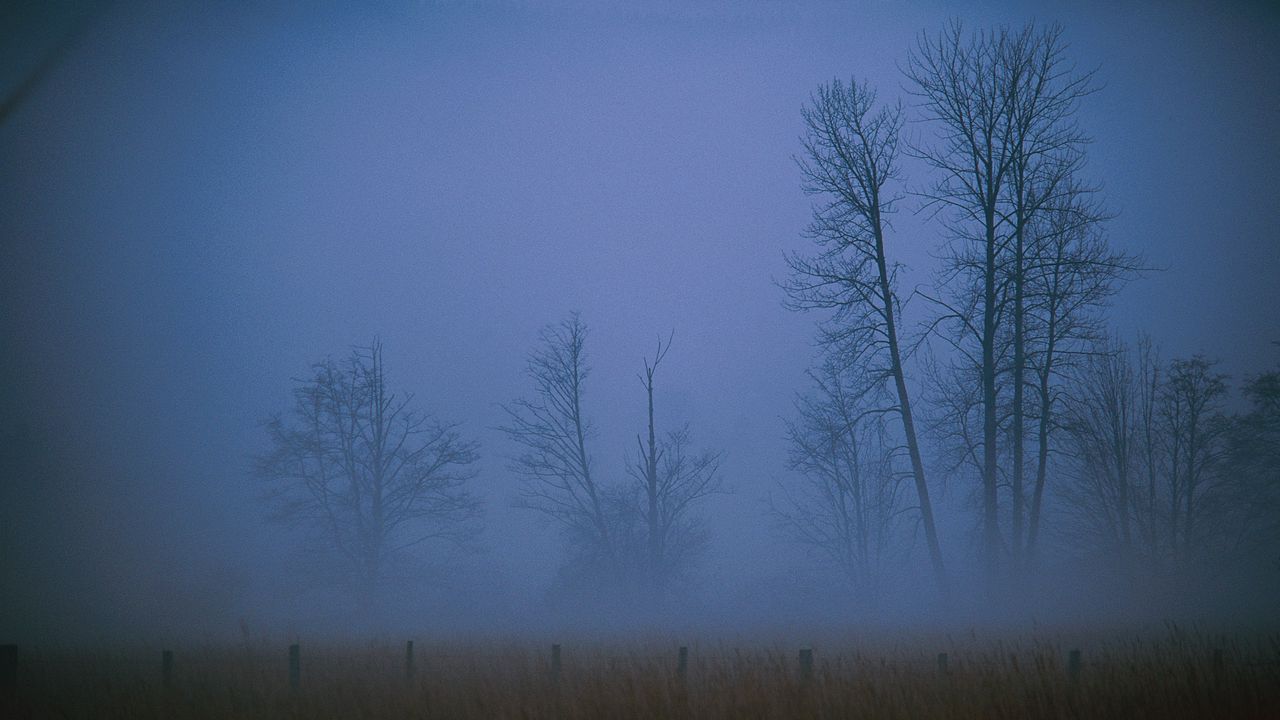 Обои туман, мгла, пелена, деревья, поле, вечер