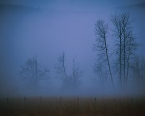Превью обои туман, мгла, пелена, деревья, поле, вечер
