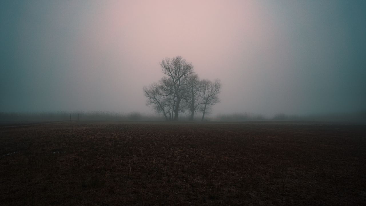 Обои туман, мрачно, дерево