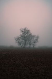 Превью обои туман, мрачно, дерево