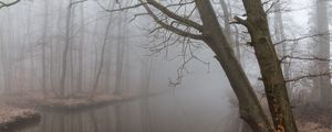 Превью обои туман, отражение, ветки, мрачно