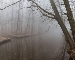 Превью обои туман, отражение, ветки, мрачно