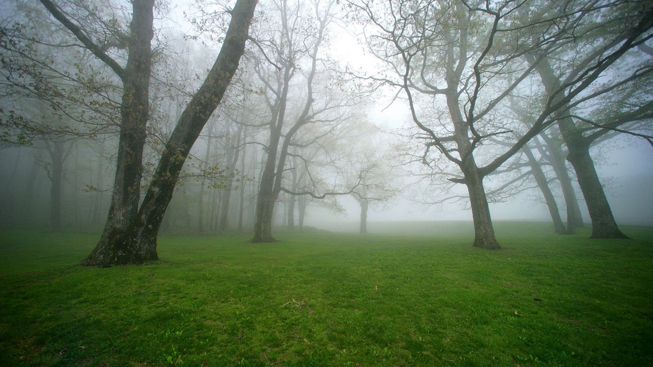 Обои туман, трава, деревья, утро, влажность