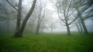 Превью обои туман, трава, деревья, утро, влажность
