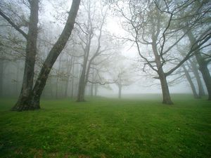 Превью обои туман, трава, деревья, утро, влажность