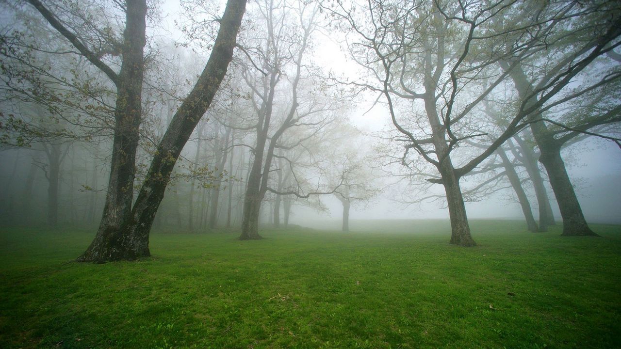 Обои туман, трава, деревья