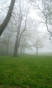 Превью обои туман, трава, деревья