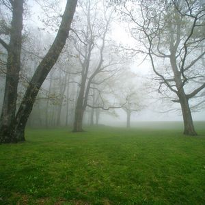 Превью обои туман, трава, деревья
