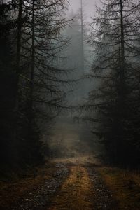 Превью обои туман, тропинка, ветки, лес, деревья, осень, мрачный