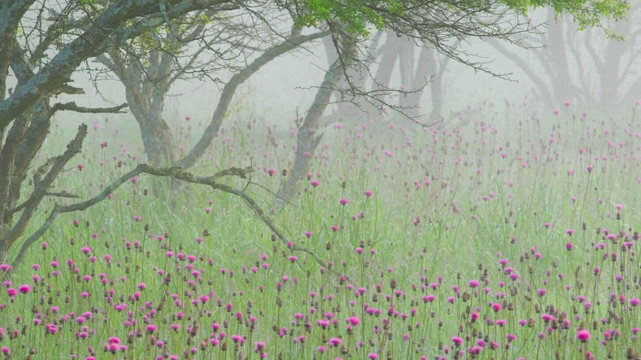 Обои туман, цветы, утро, дерево, ветви