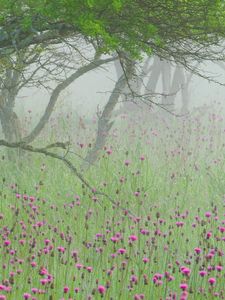 Превью обои туман, цветы, утро, дерево, ветви