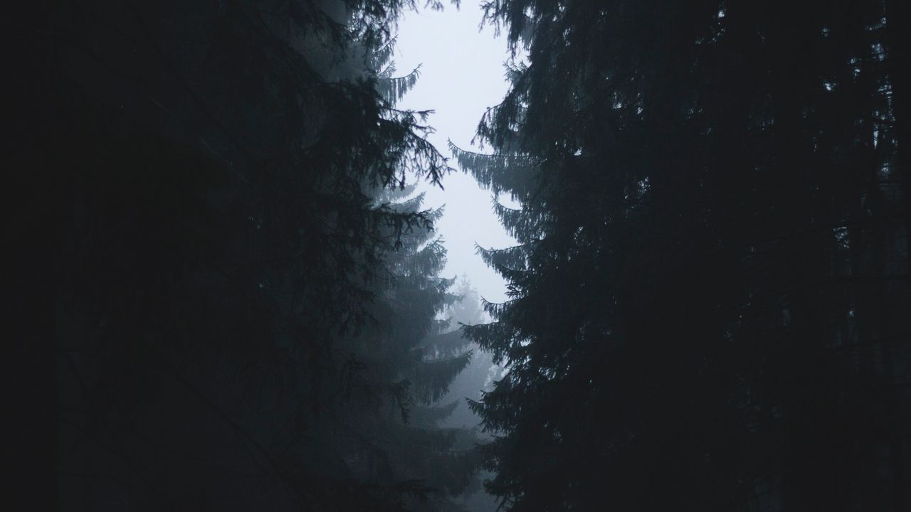 Обои туман, ветки, деревья, очертания, небо