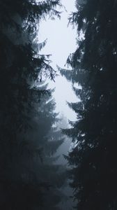 Превью обои туман, ветки, деревья, очертания, небо