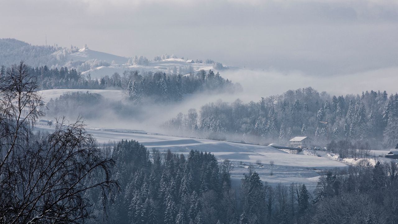 Обои туман, зима, деревья, пихты, снег, швейцария