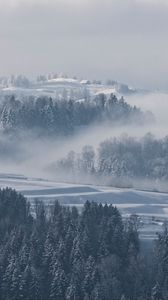 Превью обои туман, зима, деревья, пихты, снег, швейцария