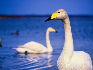 Превью обои тундровый лебедь, лебедь, птица, клюв