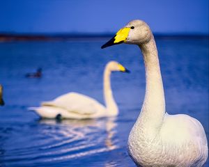 Превью обои тундровый лебедь, лебедь, птица, клюв