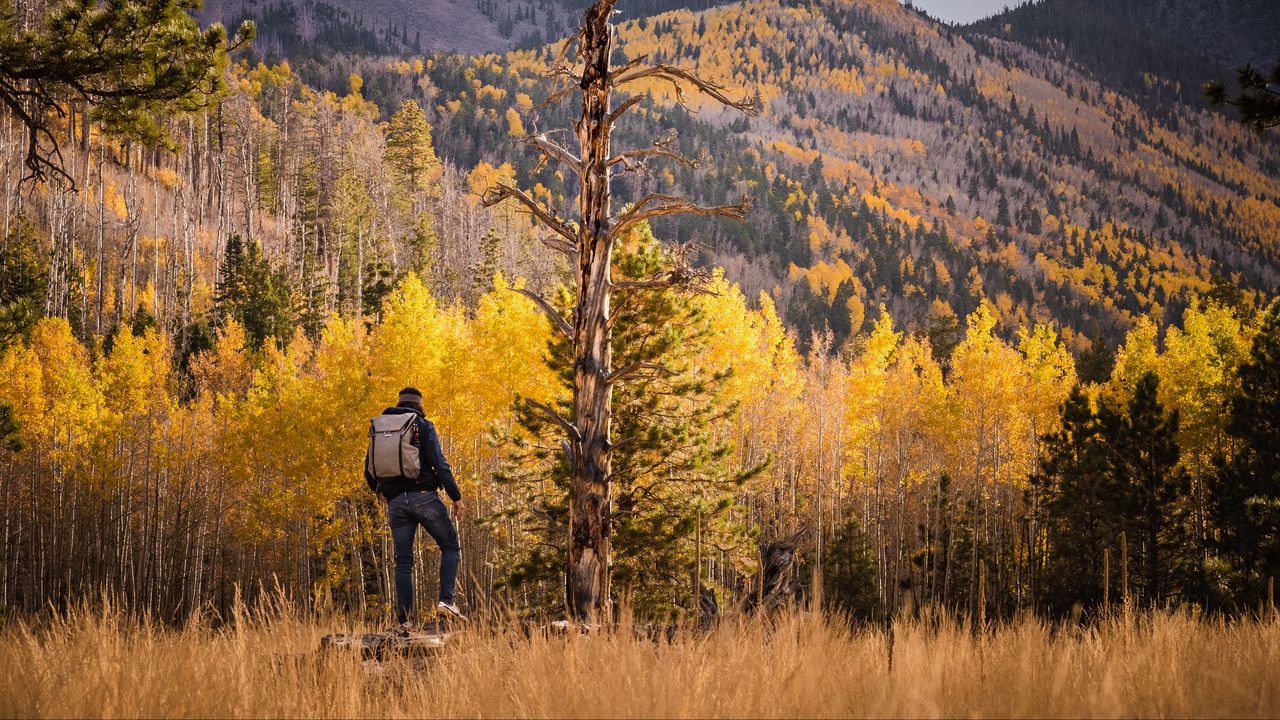 Обои турист, лес, рюкзак, деревья, осень, холм