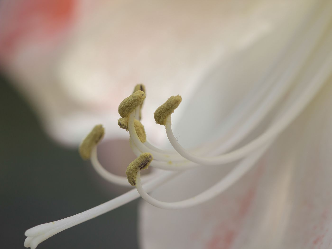 на фотографии представлен поперечный срез тычинки лилии