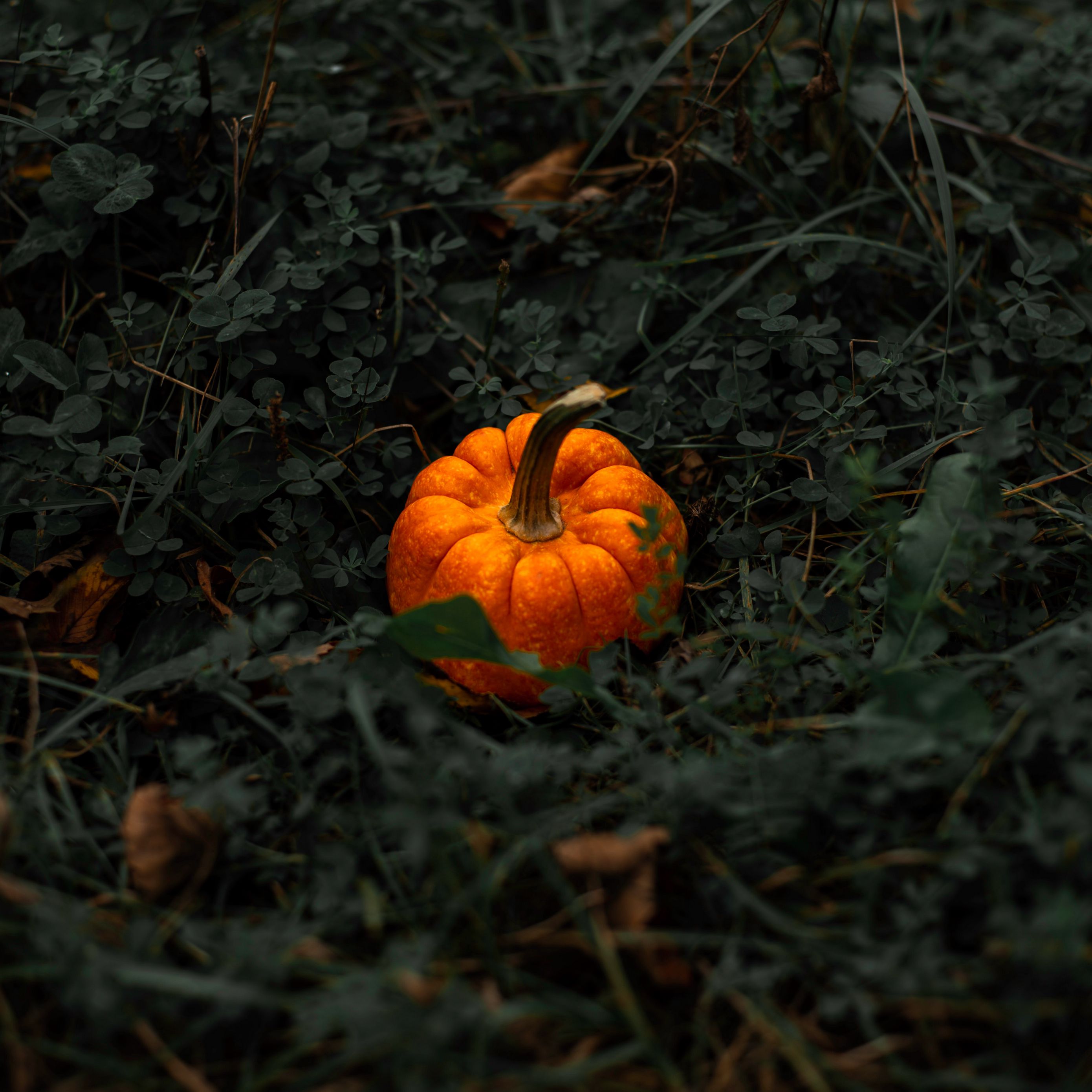 тыква зелень