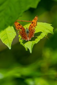 Превью обои углокрыльница, бабочка, листья, макро, блюр