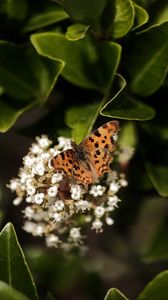 Превью обои углокрыльница, бабочка, цветы, листья, макро, размытие