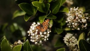 Превью обои углокрыльница, бабочка, цветы, листья, макро, размытие