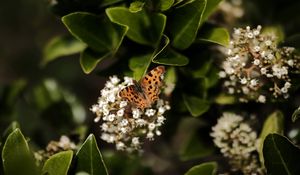 Превью обои углокрыльница, бабочка, цветы, листья, макро, размытие