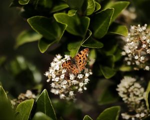 Превью обои углокрыльница, бабочка, цветы, листья, макро, размытие