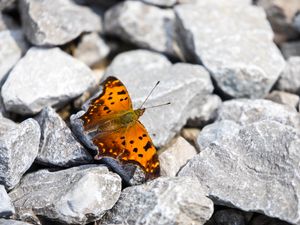 Превью обои углокрыльница южная, бабочка, макро, камни
