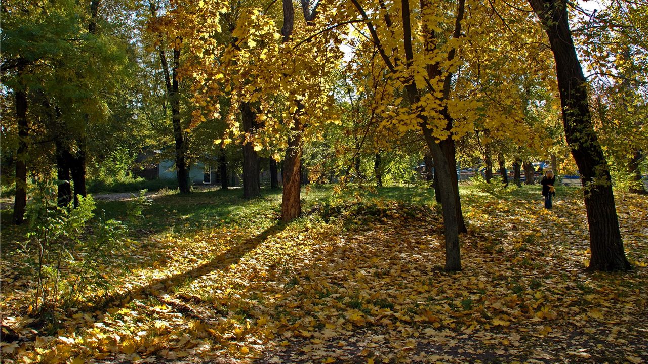 Обои украина, днепропетровск, лес, листопад, девушка, тени