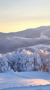 Превью обои украина, карпаты, деревья, зима, снег, ели, тяжесть