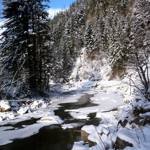 Превью обои украина, карпаты, река, снег, деревья, ели, зима