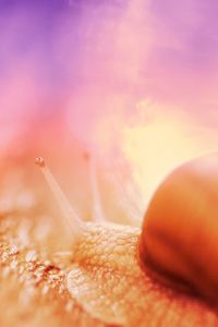 Превью обои улитка, макро, крупный план, коричневый