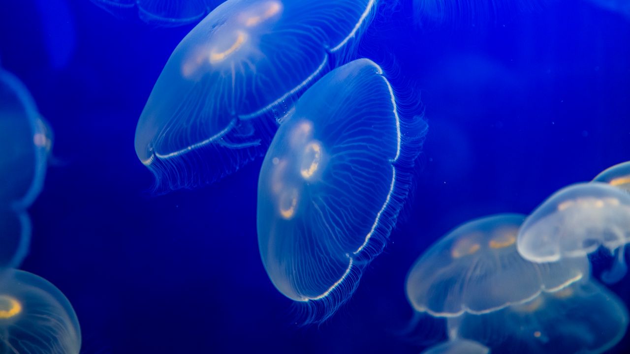 Обои ушастая аурелия, медуза, дикая природа, подводный мир, темный